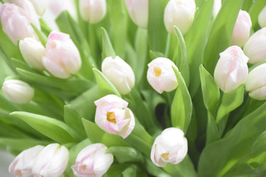 50 Tulip Arrangement in Glass Vase